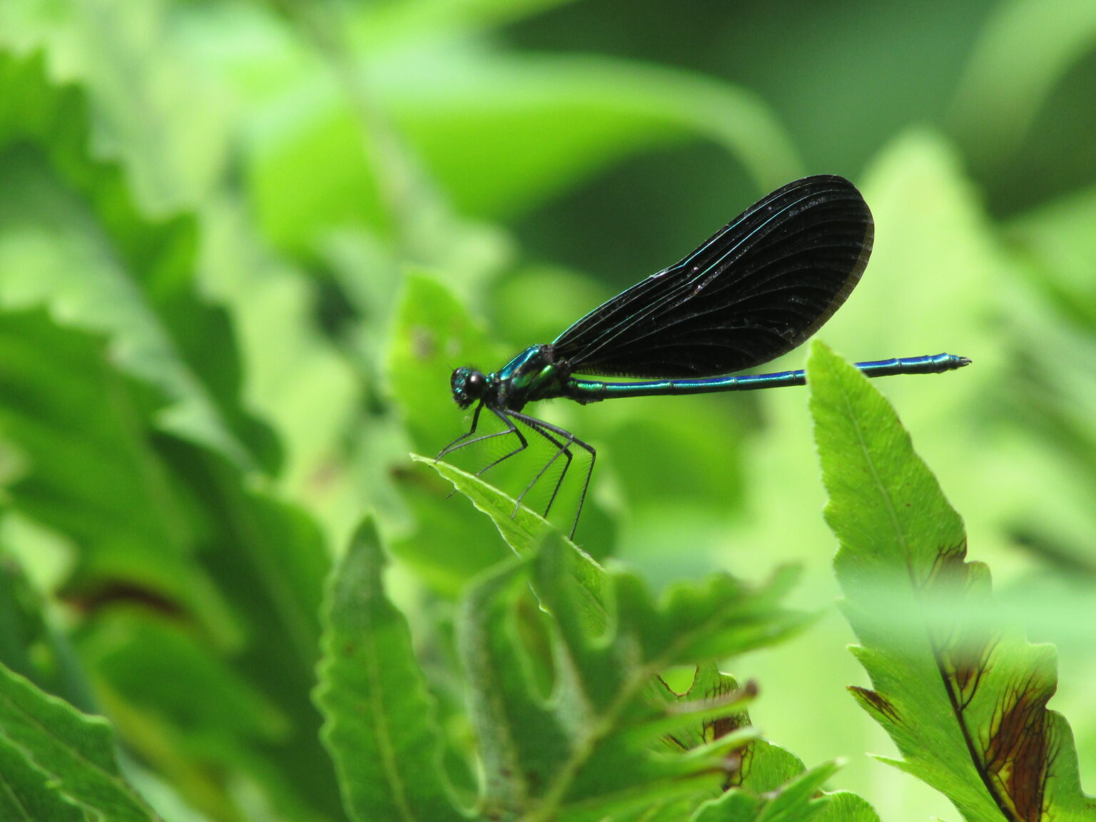 About the Augusta Nature Club – Augusta Nature Center