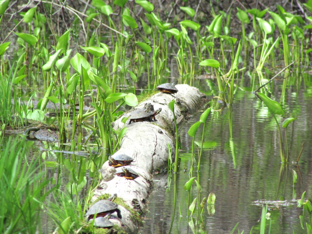 Lily Pond Turtles